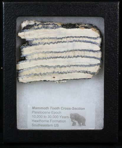 Mammoth Molar Slice - South Carolina #40974